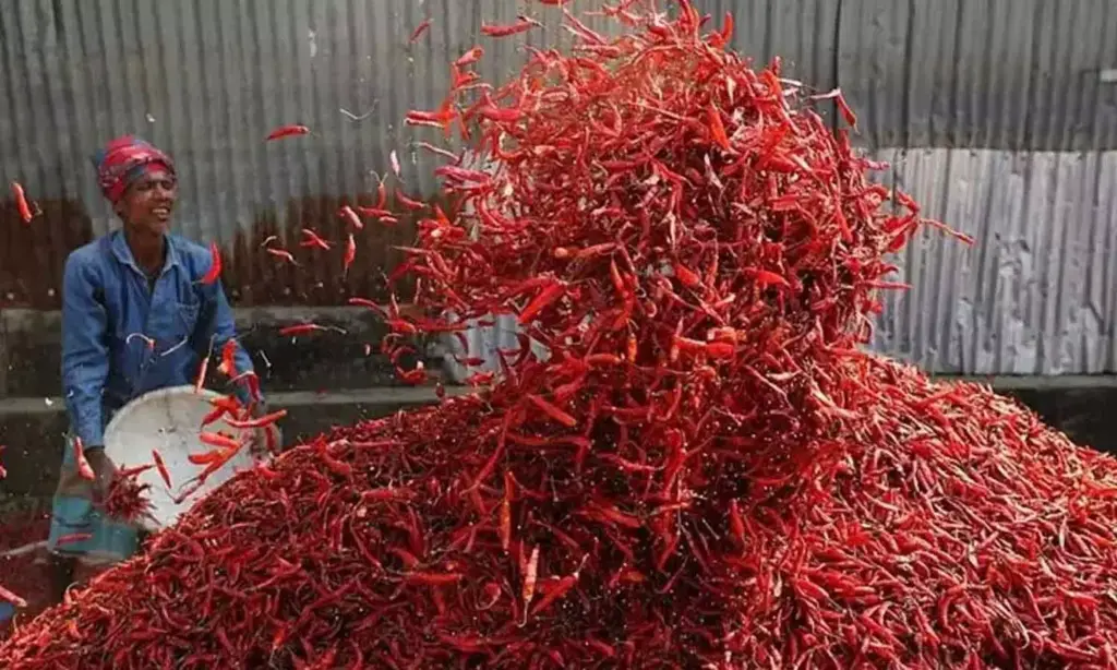 Telangana Chili Prices: ఈ యేడాది మిర్చి రైతులకు సంతోషం