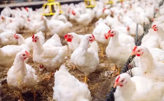 Chicken and eggs can be consumed