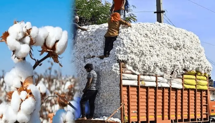 Telangana Cotton Farmers: ఈ నెలాఖరు వరకు సీసీఐ పత్తి కొనుగోలు కేంద్రాలు 