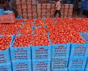 భారీగా తగ్గిన టమాట ధరలతో ఉసూరుమంటున్న రైతులు