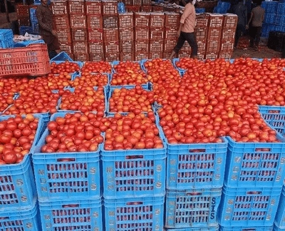 AP: భారీగా తగ్గిన టమాట ధరలతో ఉసూరుమంటున్న రైతులు