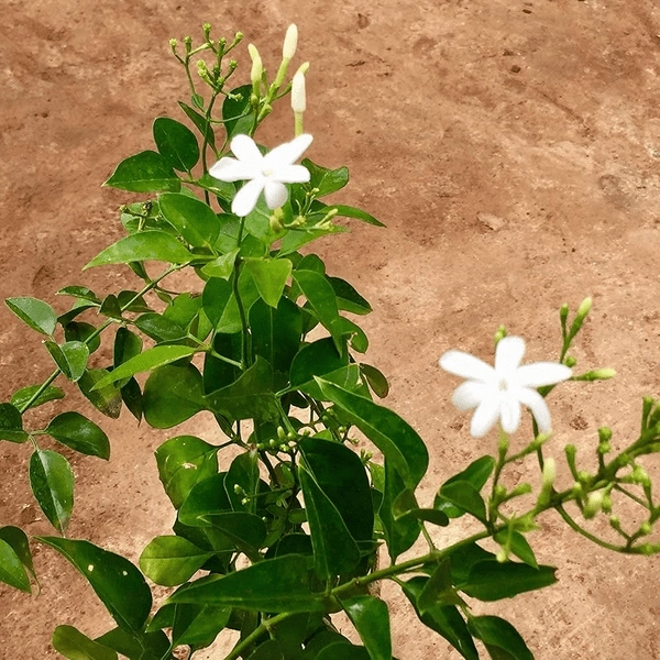 Odisha farmers: నిత్యమల్లి పూల సాగుతో రూ. 1.2 కోట్ల లాభం!