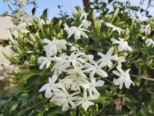 నిత్యమల్లి పూల సాగుతో రూ. 1.2 కోట్ల లాభం!