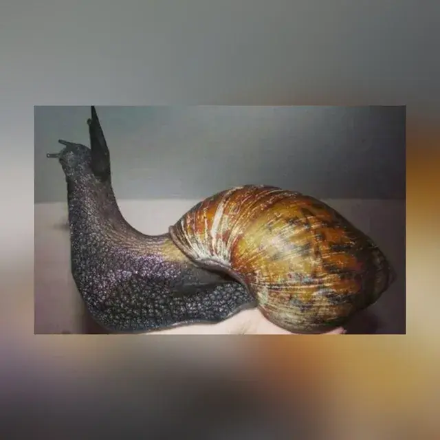 Gee Geronimo Snail: గిన్నిస్ రికార్డుల్లో చోటు సంపాదించుకున్న ‘గీ జోరోనిమో’