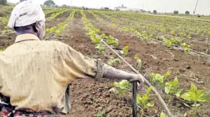 ఉద్యాన పంటలకు రాష్ట్ర సర్కార్ ప్రోత్సాహం