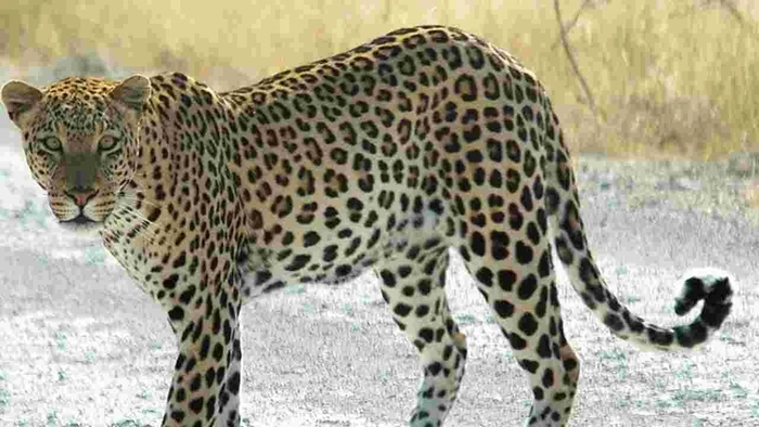 leopard attacked three people