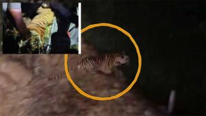 తూ.గో. ప్రజలను ముప్పతిప్పలు పెట్టిన పులి బోనులో చిక్కింది