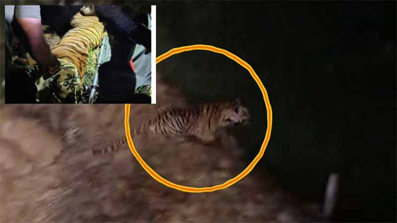 Tiger : తూ.గో. ప్రజలను ముప్పతిప్పలు పెట్టిన పులి బోనులో చిక్కింది