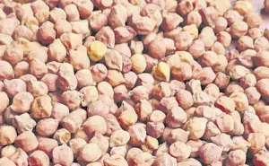 నేటి నుంచి శనగల కొనుగోళ్లు ప్రారంభం