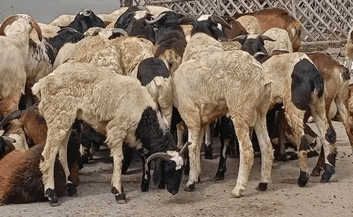 Hyderabad: పట్టపగలే పెరిగిన మేకల గొర్రెల దొంగతనాలు