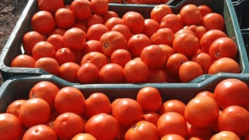 Tomato prices have fallen sharply in Andhra Pradesh.