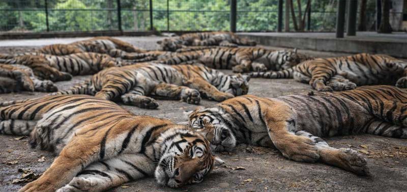Tigers Died in Private park : ఒకే పార్కులో 72 పులులు మృతి