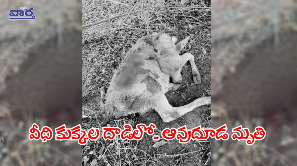 Rangareddy news: వీధి కుక్కల దాడిలో ఆవుదూడ మృతి