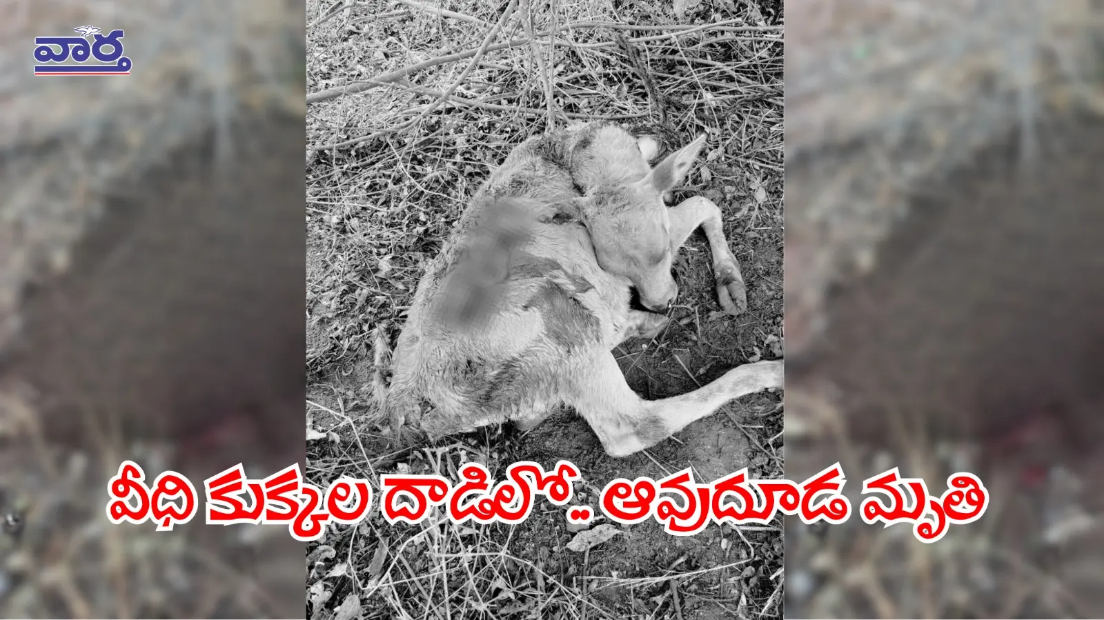 Rangareddy news: వీధి కుక్కల దాడిలో ఆవుదూడ మృతి