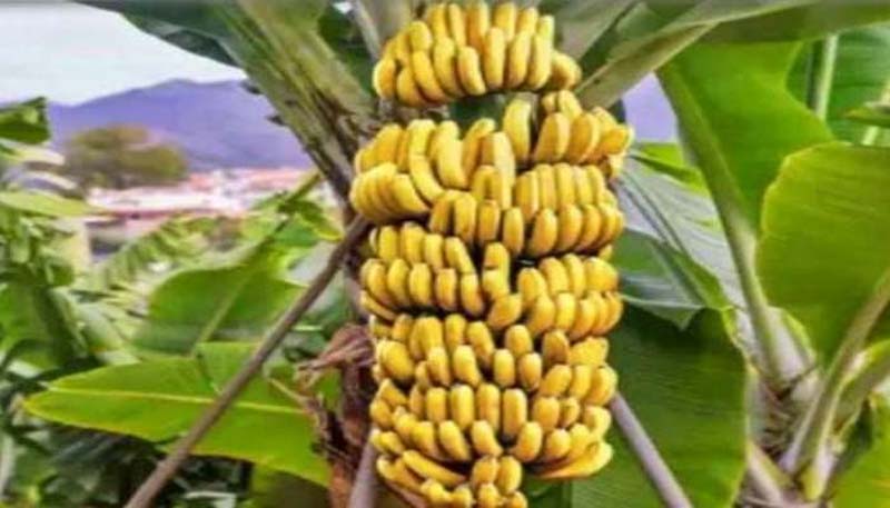 Arati Price : అరటి ధరలకు రెక్కలు.. గెల ఎంతంటే?