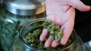 లిక్విడ్ గంజాయి తయారీ కేంద్రం గుట్టురట్టు