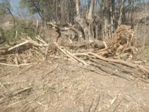 పల్లె ప్రకృతి వనం పై పంజా..