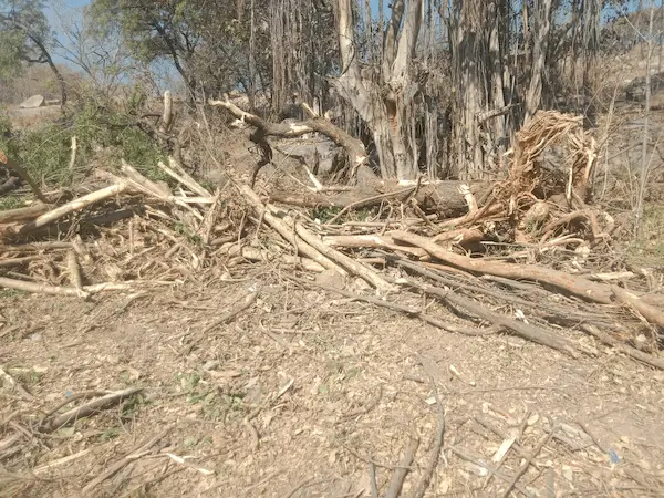 Mahabubnagar: పల్లె ప్రకృతి వనం పై పంజా..