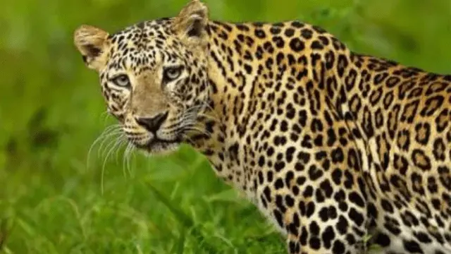 Leopard Attack: చిరుత సంచారం.. ప్రజల్లో భయాందోళనలు