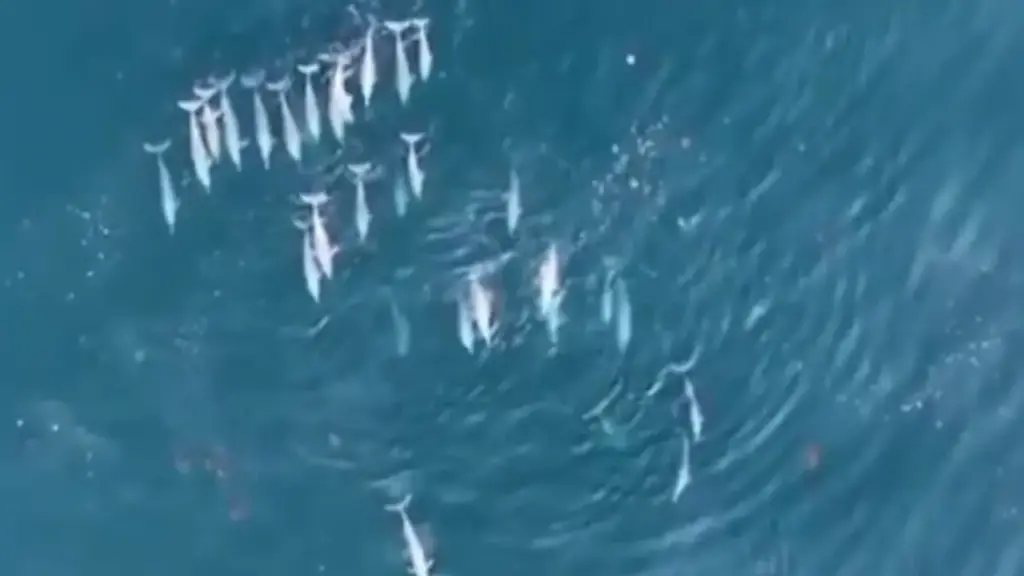 Dolphins: కొంక‌ణ్ తీరంలో క‌నువిందు చేసిన 75 డాల్ఫిన్లు