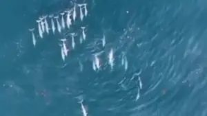 కొంక‌ణ్ తీరంలో క‌నువిందు చేసిన 75 డాల్ఫిన్లు