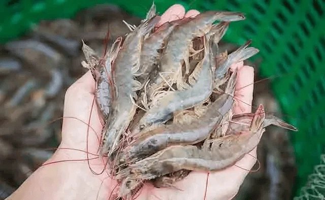 The reduction in US tariffs will benefit the aquaculture sector.