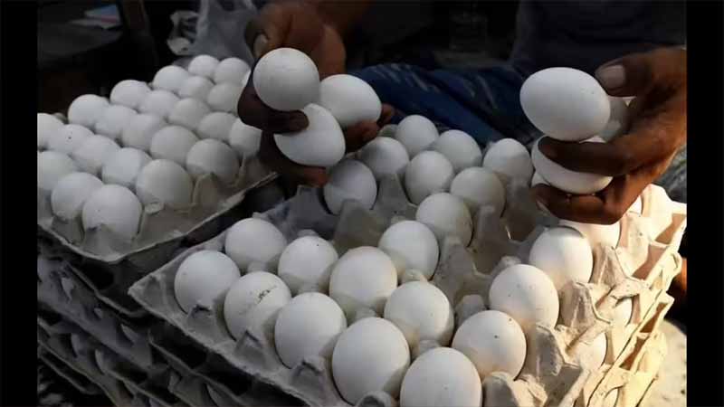 Eggs Price : గుడ్ల రైతులకు గడ్డు కాలం..భారీగా తగ్గిన ధర