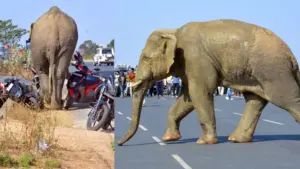 రాంచీలో ఏనుగు విధ్వంసం..భయంతో ప్రజలు పరుగులు