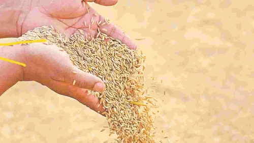 Bonus arrears released for thin rice farmers