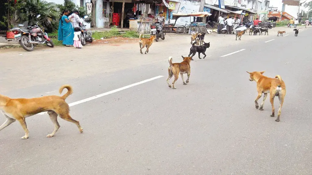 Rangareddy News: Stray dog attack.. Child seriously injured
