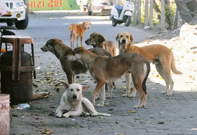 Stray dogs: ప్రాణాల కంటే హక్కులే ముఖ్యమా?
