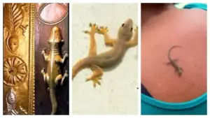 మీ తలపై లేదా భుజంపై బల్లి పడిందా?