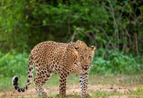 Anantapur: Leopards roaming... Villagers are worried
