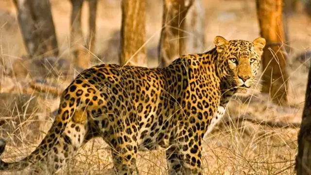 Anantapur: చిరుతల సంచారం.. బెంబేలెత్తుతున్న గ్రామస్తులు