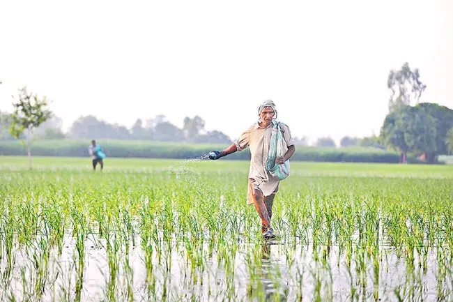 Telangana Agriculture News: ‘ఫెర్టిలైజర్’ మాయాజాలం!