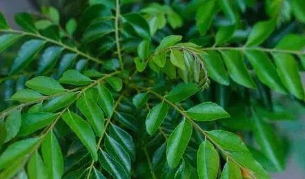 Wholesale Market Rates: Curry leaves price increased.. Rs.100 per kg