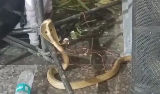 Cobra at Temple: Cobra appears at Shiva and Parvati's wedding