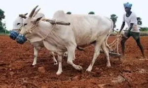 వ్యవసాయాన్ని నిర్వీర్యం చేస్తున్న కేటాయింపులు