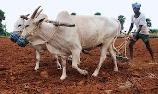 agricultural: వ్యవసాయాన్ని నిర్వీర్యం చేస్తున్న కేటాయింపులు