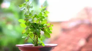 కుటుంబంలో శాంతి, సుఖసంతోషాల కోసం వాస్తు సూచనలు