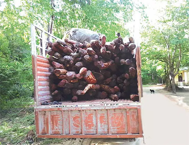 Red Sandalwood : తరలిపోతున్న ఎర్ర చందనం!
