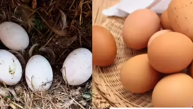 Country chicken egg vs Farm egg