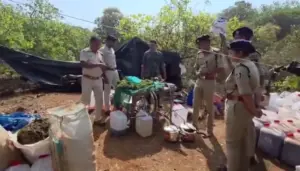 ఏపీ – ఒడిశా సరిహద్దులో భారీ గంజాయి వేట