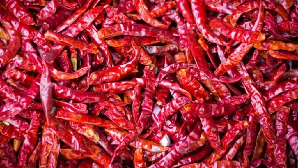 Chilli Price: Rs. 10 thousand jump in one day.. Quinta chili 50 thousand