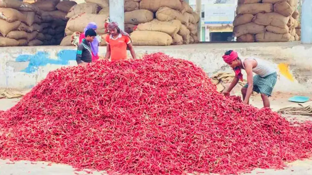 Chilli Price: ఒక్కరోజే రూ. 10 వేలు జంప్.. క్వింటా మిర్చి 50 వేలు