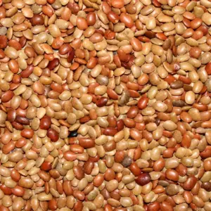 బరువు తగ్గడం నుంచి కిడ్నీ ఆరోగ్యం వరకు