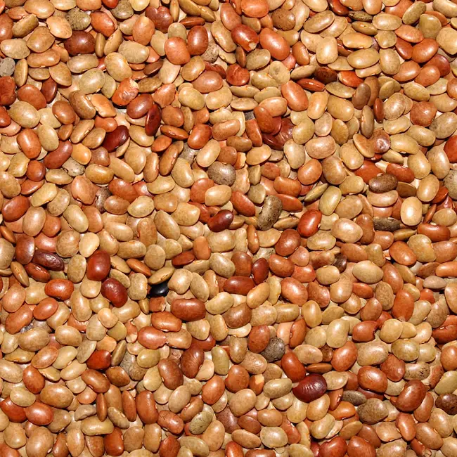 HorseGram Benefits: బరువు తగ్గడం నుంచి కిడ్నీ ఆరోగ్యం వరకు