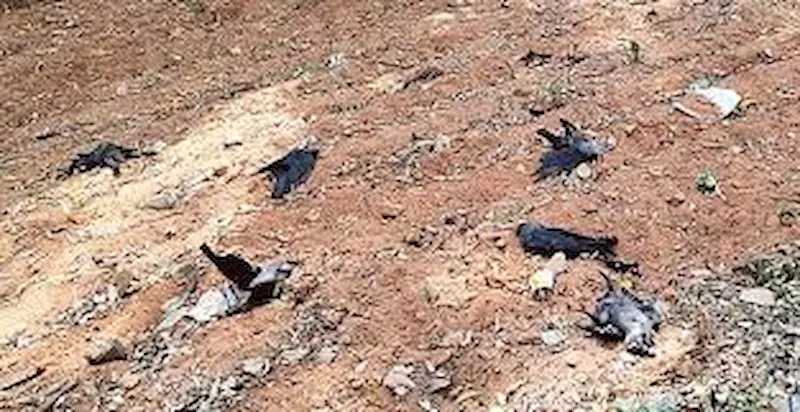 Bird Flu: చెన్నైలో బర్డ్ ఫ్లూ తో 1,500 కాకులు మృతి