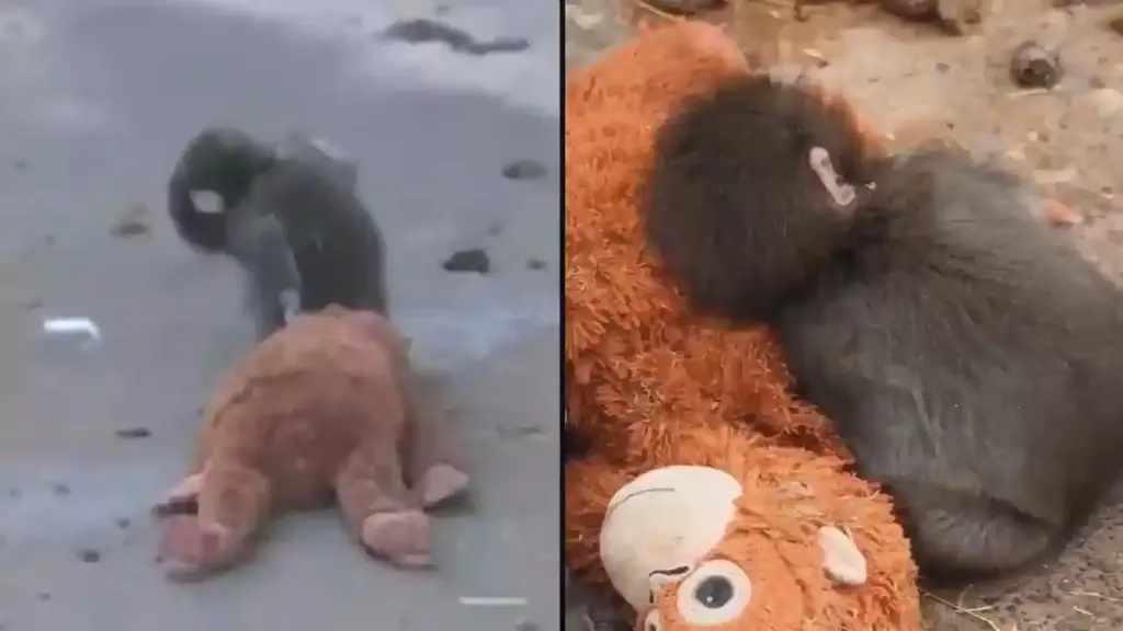  Japan: Finally, the story of Monkey Punch has a happy ending..