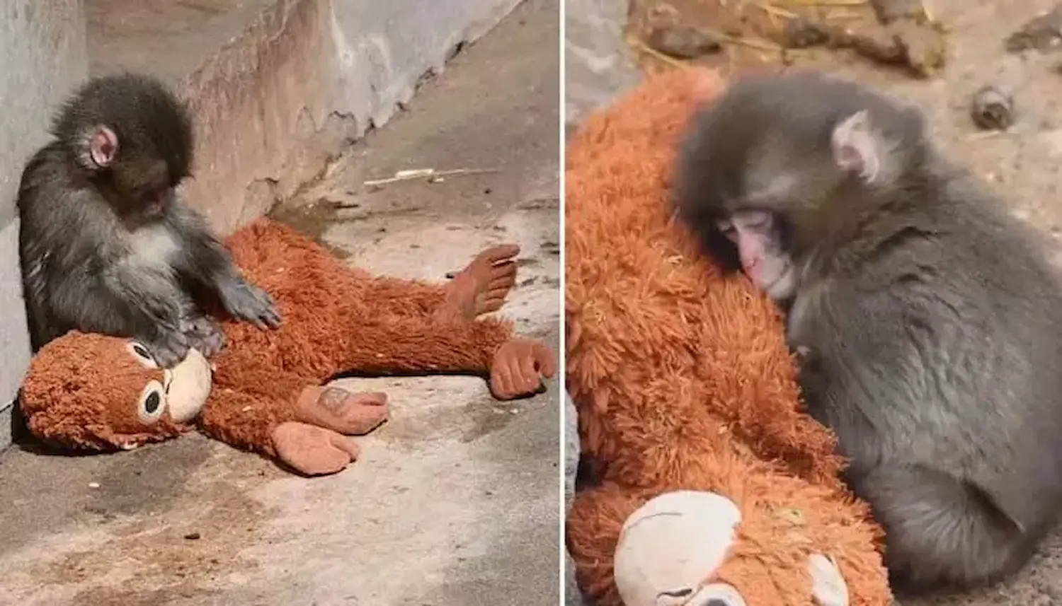 ఎట్టకేలకు కోతి పిల్ల పంచ్ కథ సుఖాంతం..